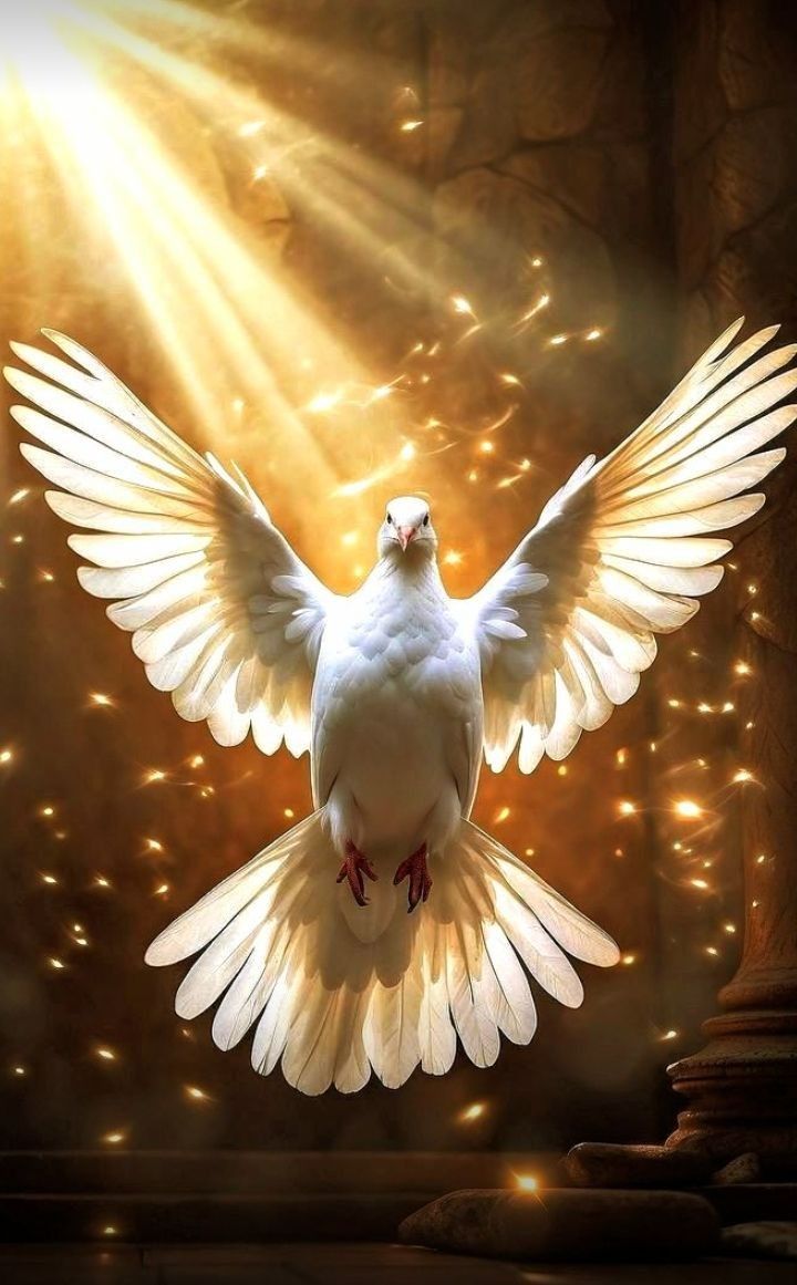 The Dove