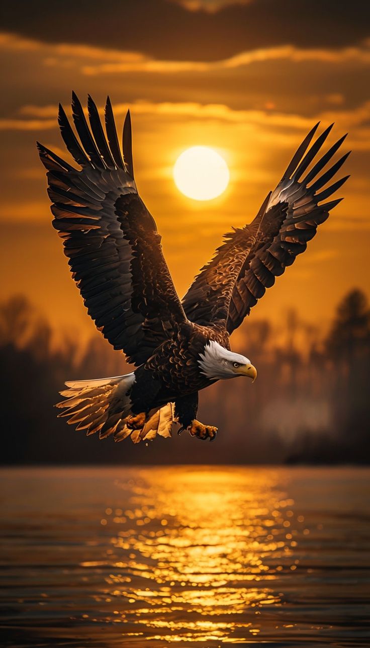 Eagle at Sunset